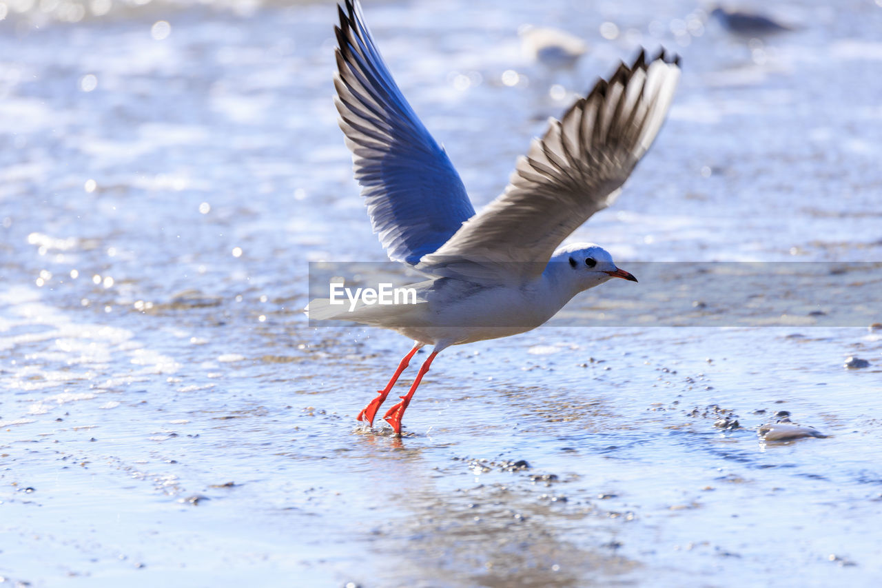 animal, animal themes, bird, animal wildlife, wildlife, water, flying, one animal, spread wings, nature, beak, gull, animal body part, motion, no people, sea, outdoors, full length, seagull, day, animal wing, wing, beauty in nature, seabird