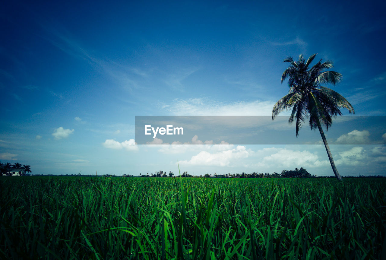 SCENIC VIEW OF FARM AGAINST SKY