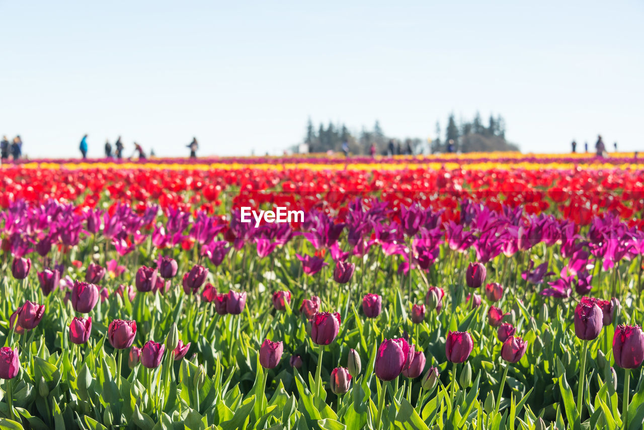 Close-up of flowers growing in field against clear sky