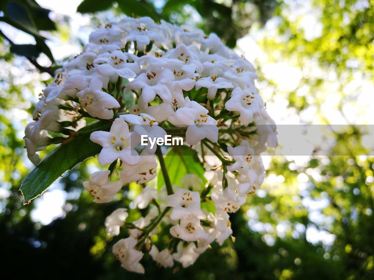 CLOSE-UP OF FLOWER TREE