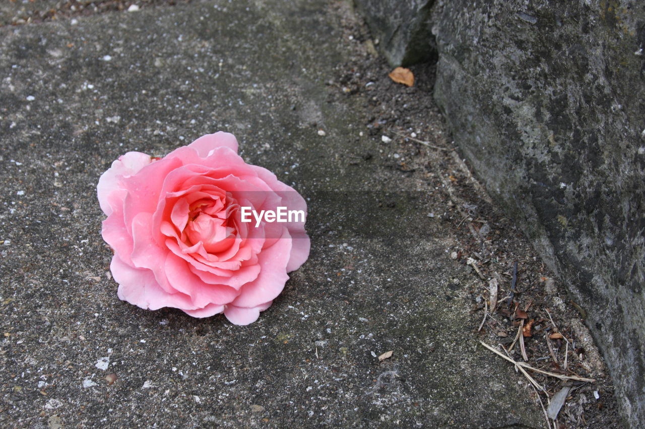 Close-up of pink rose