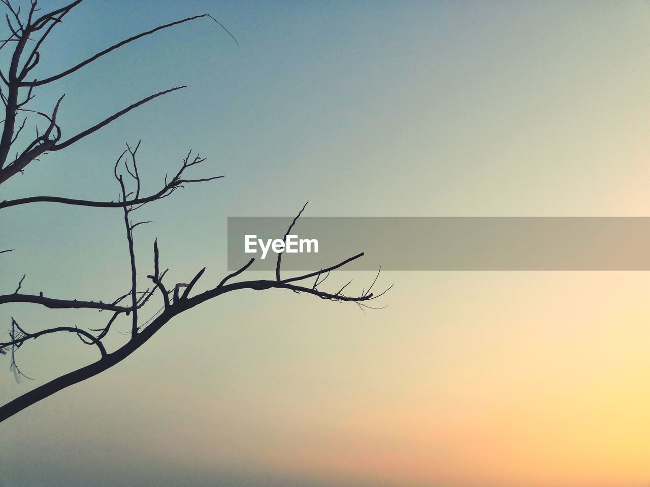 LOW ANGLE VIEW OF SILHOUETTE TREE AGAINST SKY DURING SUNSET