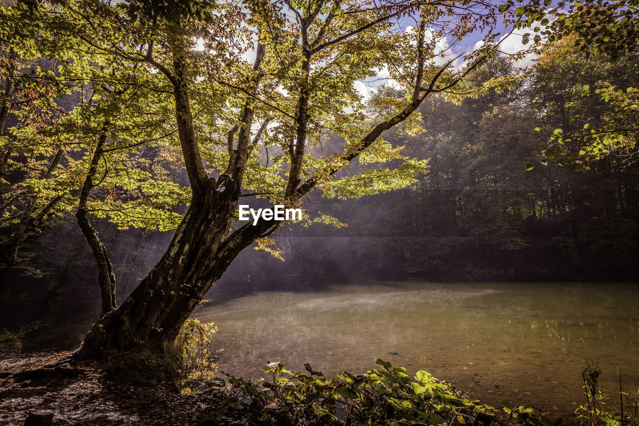 Pond amidst trees in forest