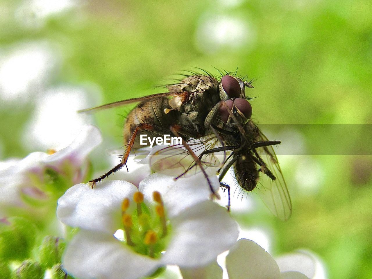 Small predatory fly with its prey from the side . kleine raubhausfliege - coenosia tigrina