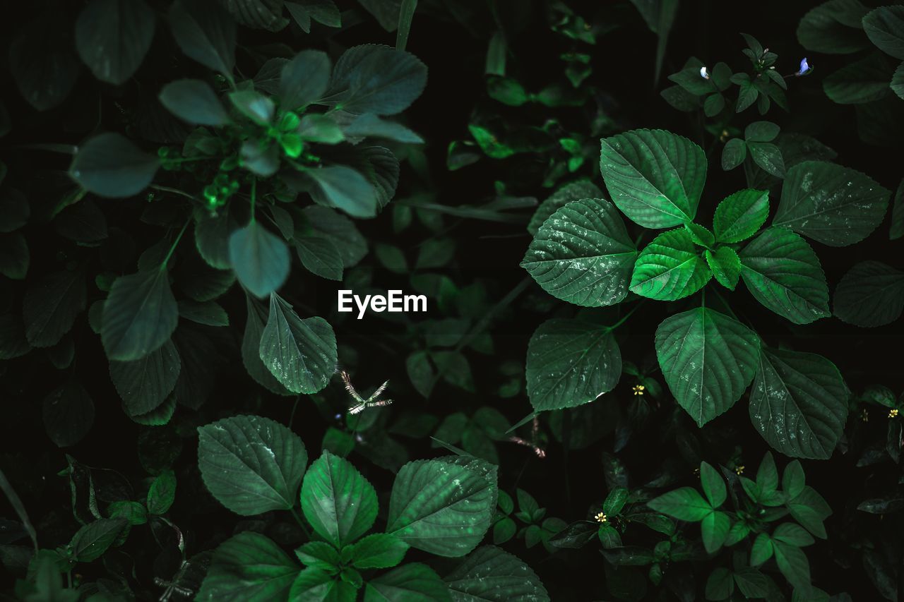 Close-up high angle view of plants growing in forest