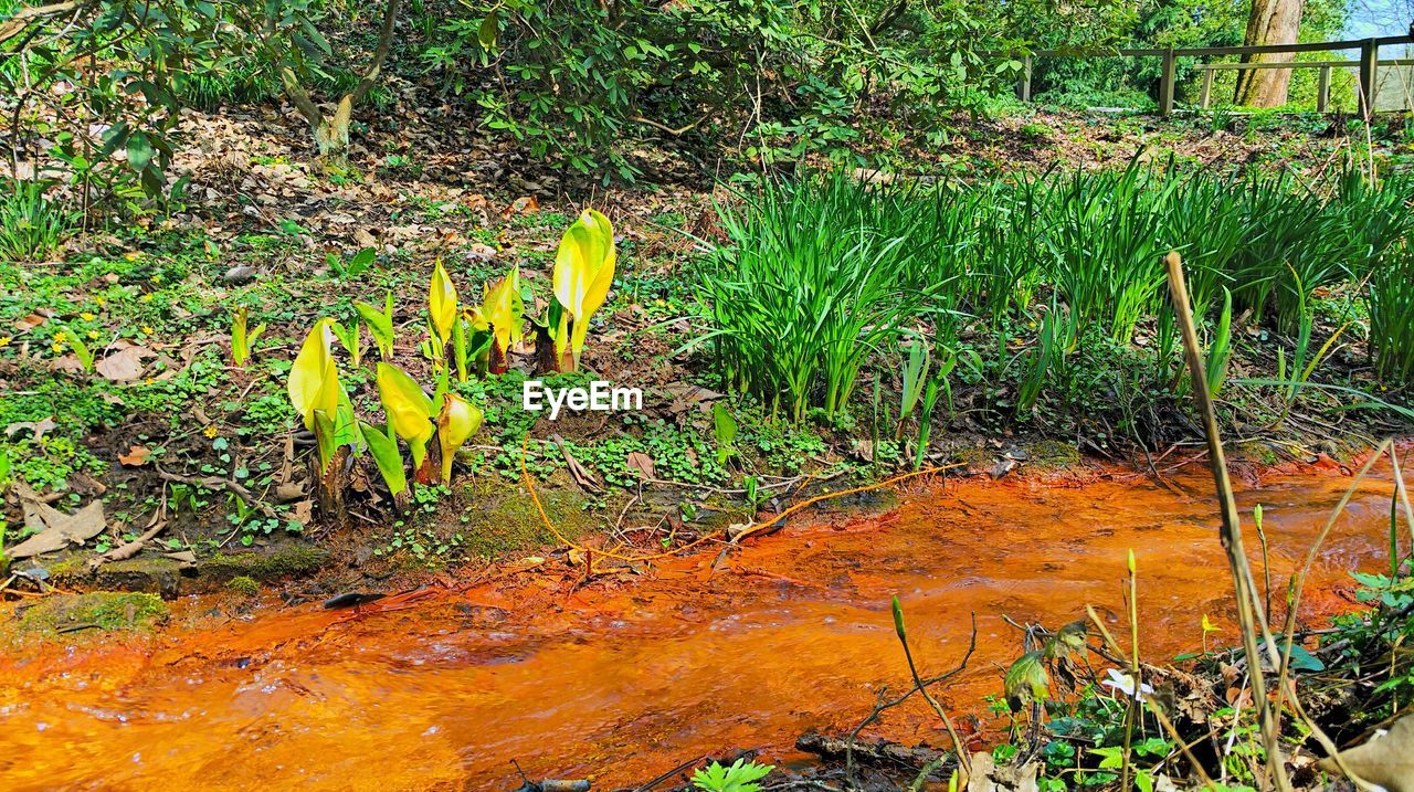 PLANTS GROWING IN PARK