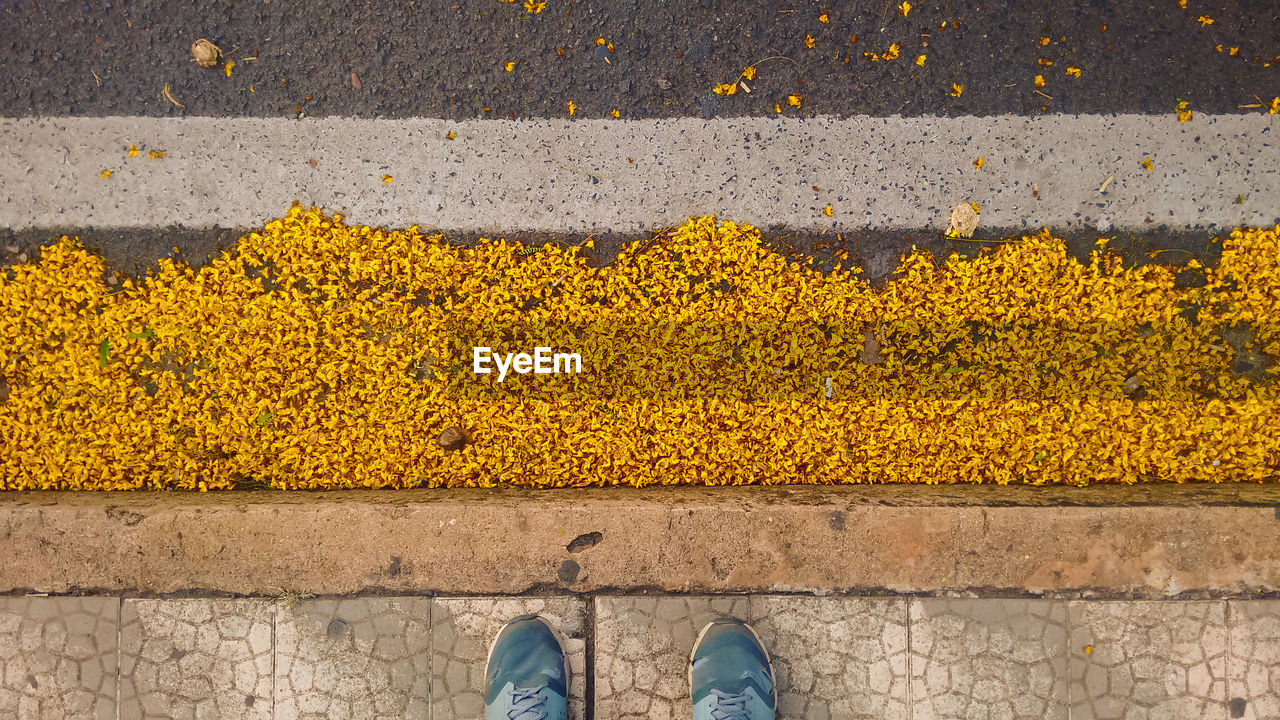 Low section of person standing on footpath by dry yellow flowers