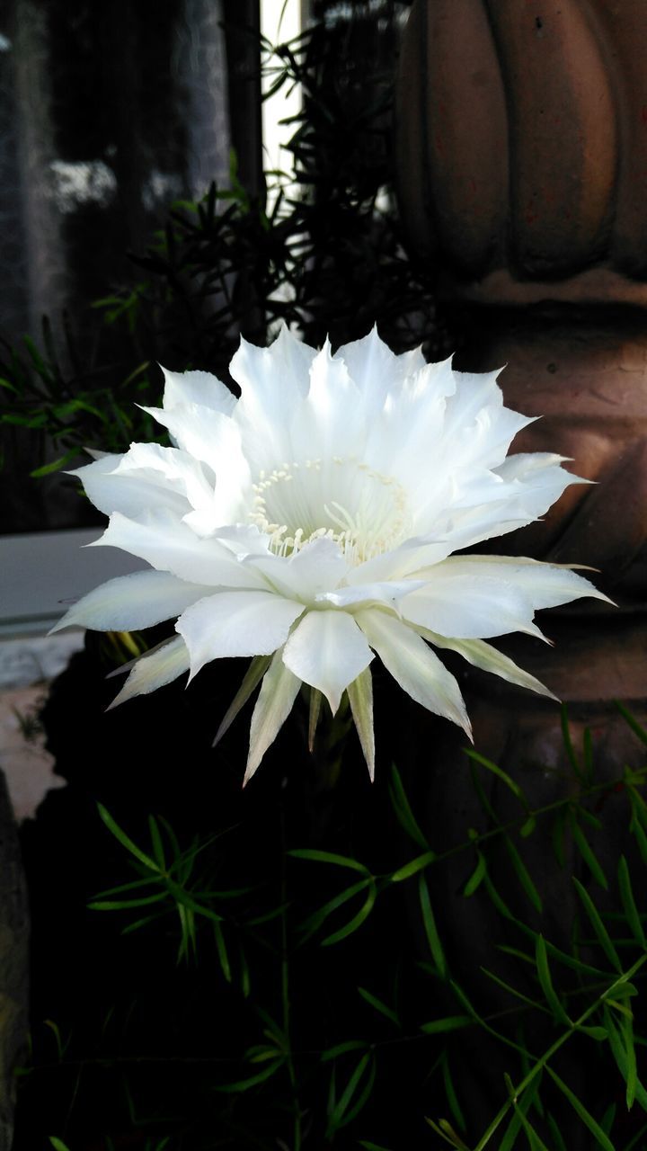 CLOSE-UP OF WHITE FLOWERS BLOOMING
