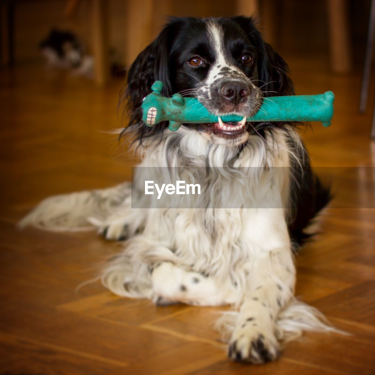 Portrait of dog sitting on floor