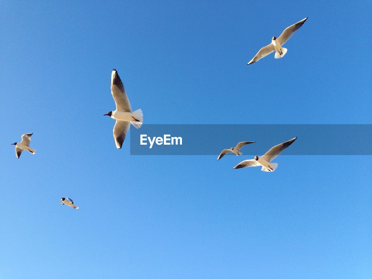 LOW ANGLE VIEW OF BIRDS FLYING