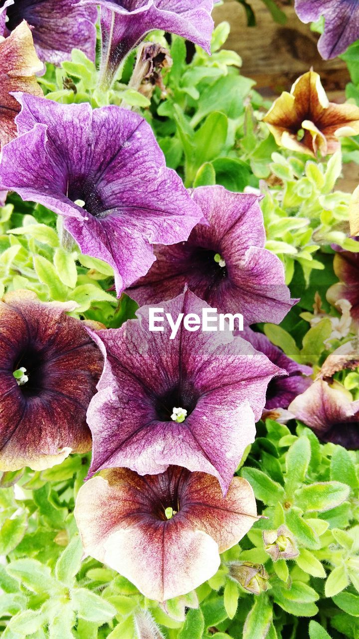 CLOSE-UP OF PURPLE FLOWERS BLOOMING