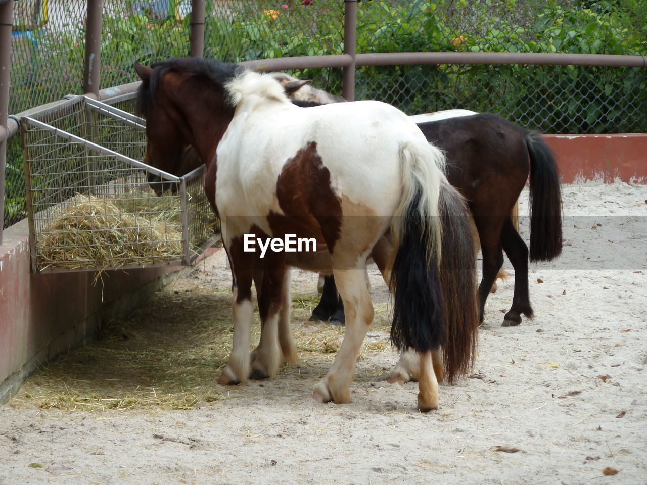 HORSES IN RANCH