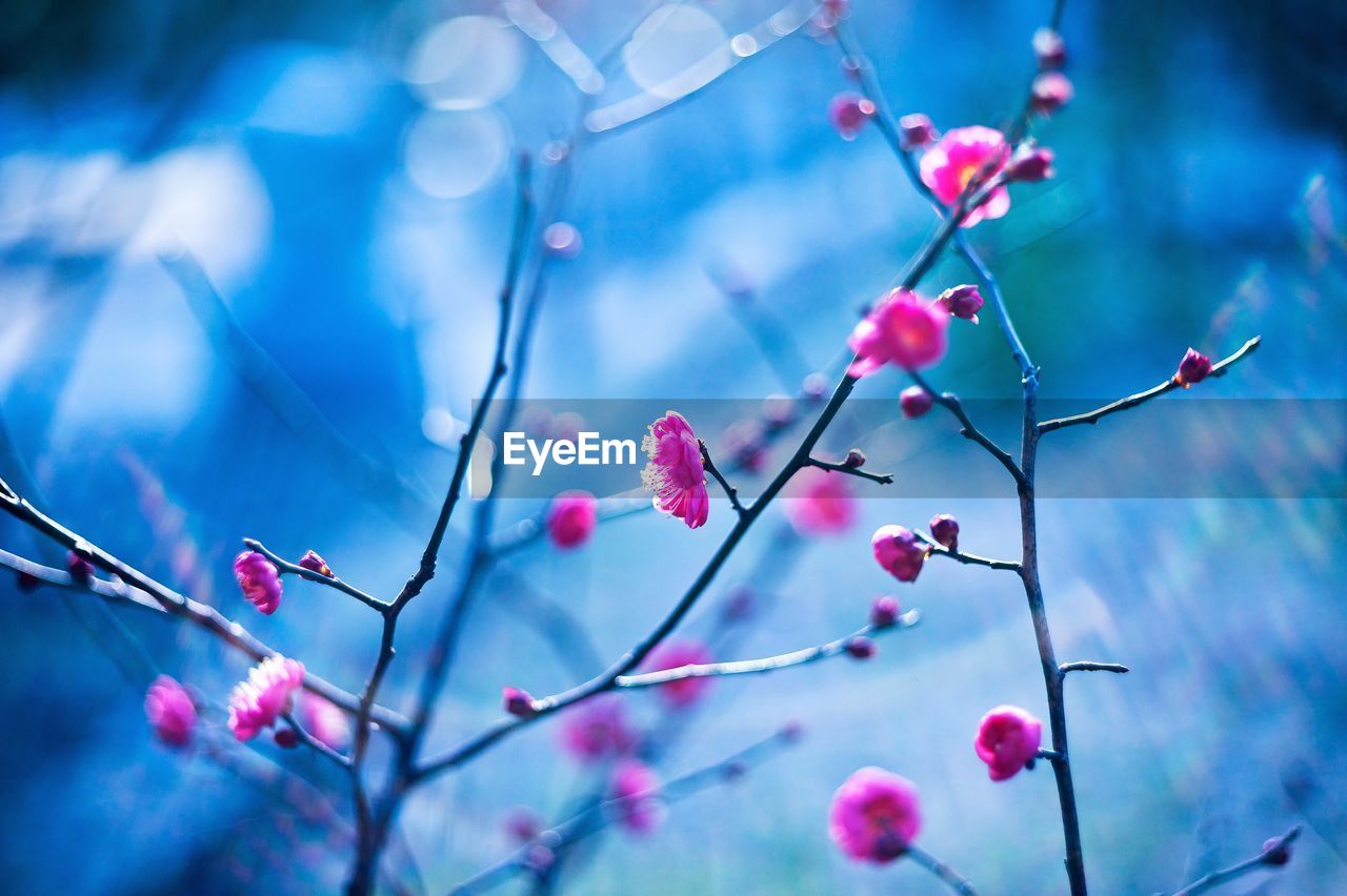 Low angle view of pink flowers on branch