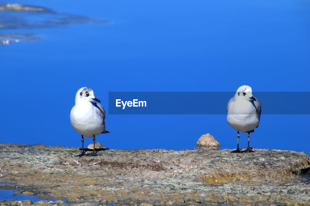 Seagulls perching on a sea