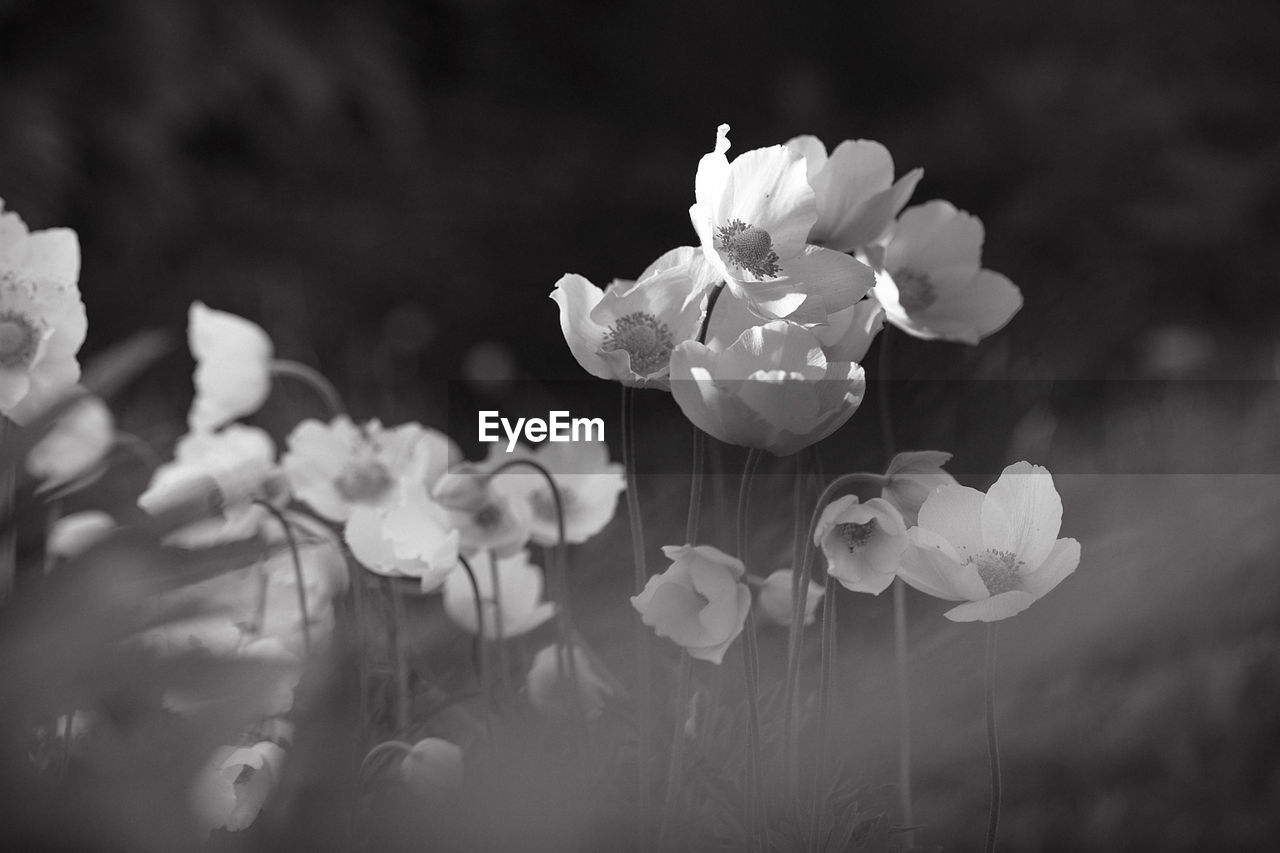 flower, plant, flowering plant, black and white, beauty in nature, freshness, monochrome photography, white, petal, monochrome, fragility, nature, growth, macro photography, close-up, flower head, inflorescence, blossom, springtime, no people, black, selective focus, outdoors, darkness, focus on foreground, botany