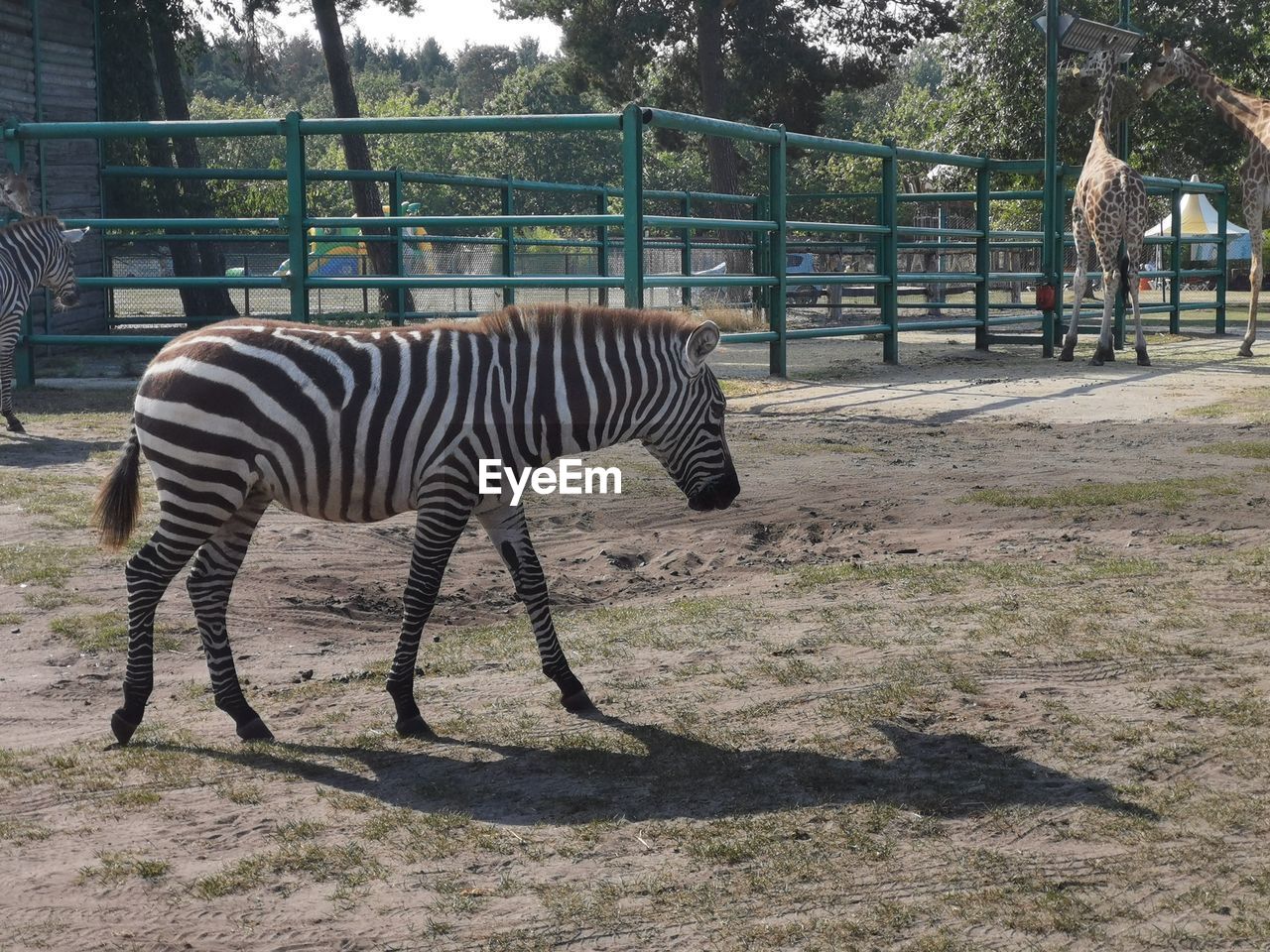 Zebra standing in a field