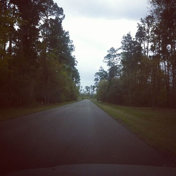 ROAD PASSING THROUGH TREES