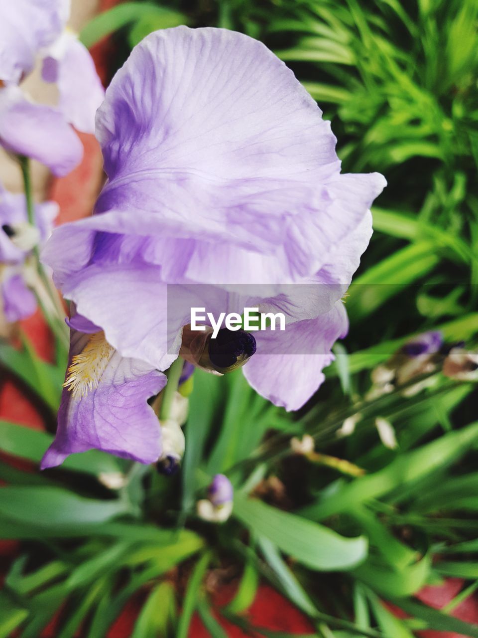 CLOSE-UP OF BEE ON PURPLE FLOWER