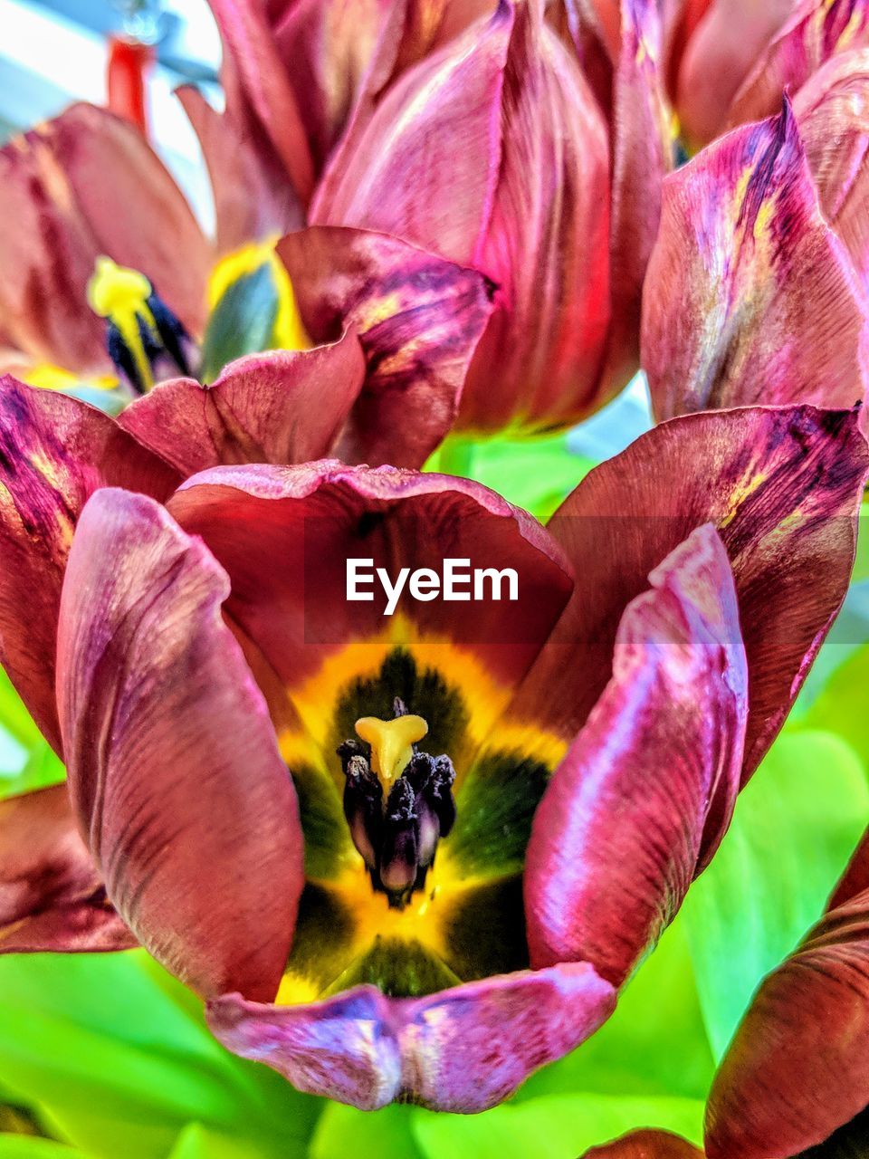 CLOSE-UP OF PURPLE RED FLOWER