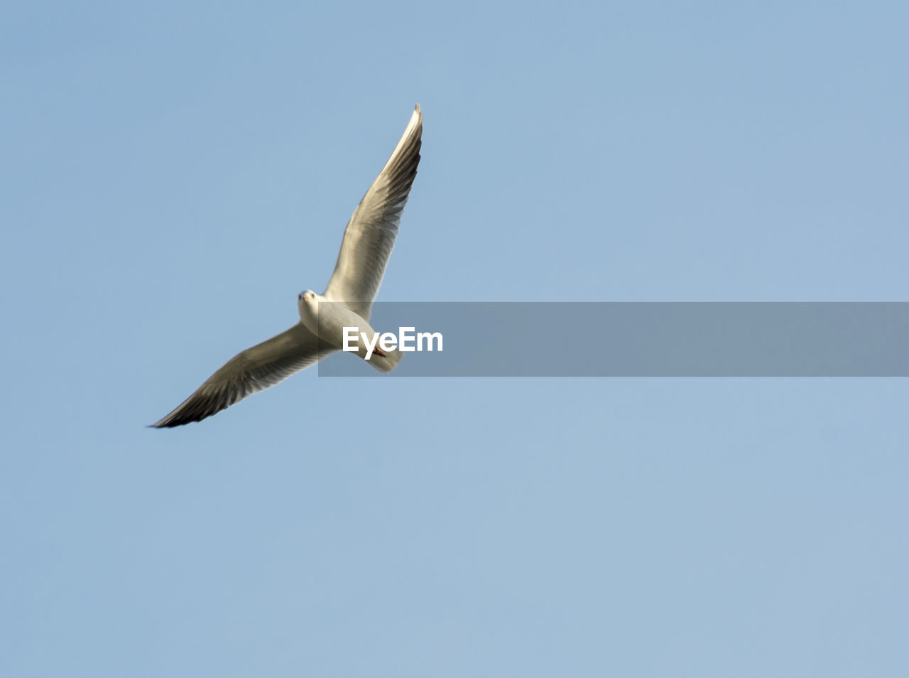 LOW ANGLE VIEW OF SEAGULL FLYING IN SKY