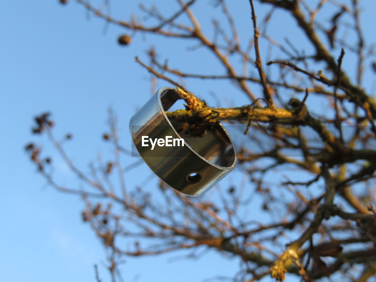 Close-up of metallic ring on bare tree