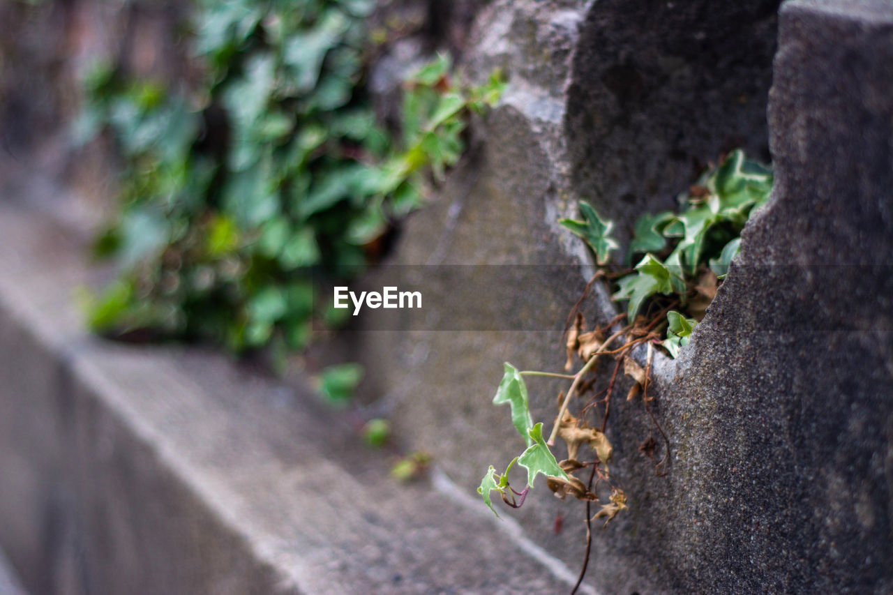 CLOSE-UP OF SMALL PLANT GROWING ON ROCK