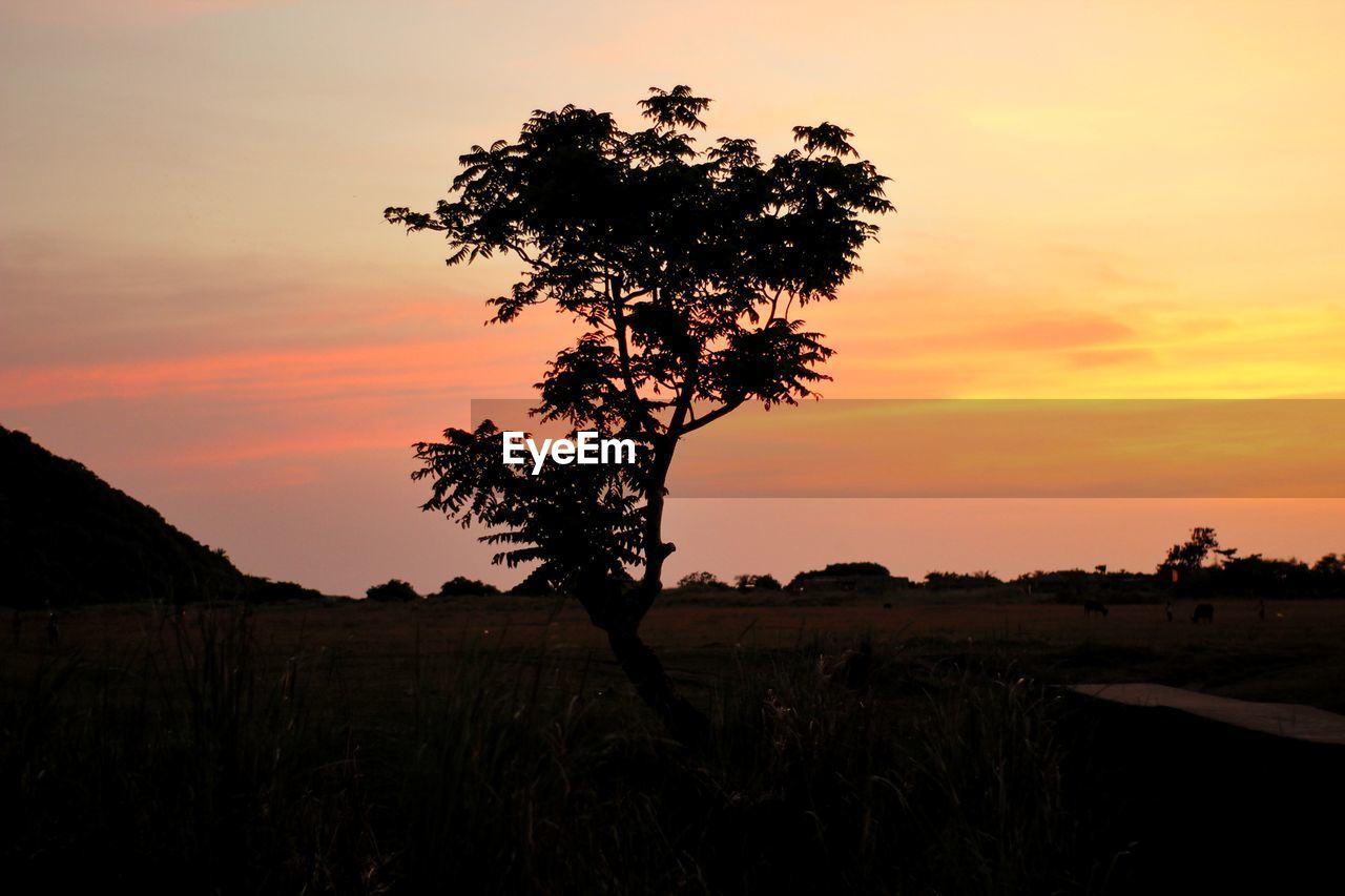 SILHOUETTE TREE ON FIELD AGAINST SKY AT SUNSET