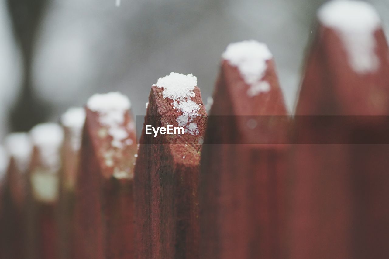 Close-up of snow on wooden fence