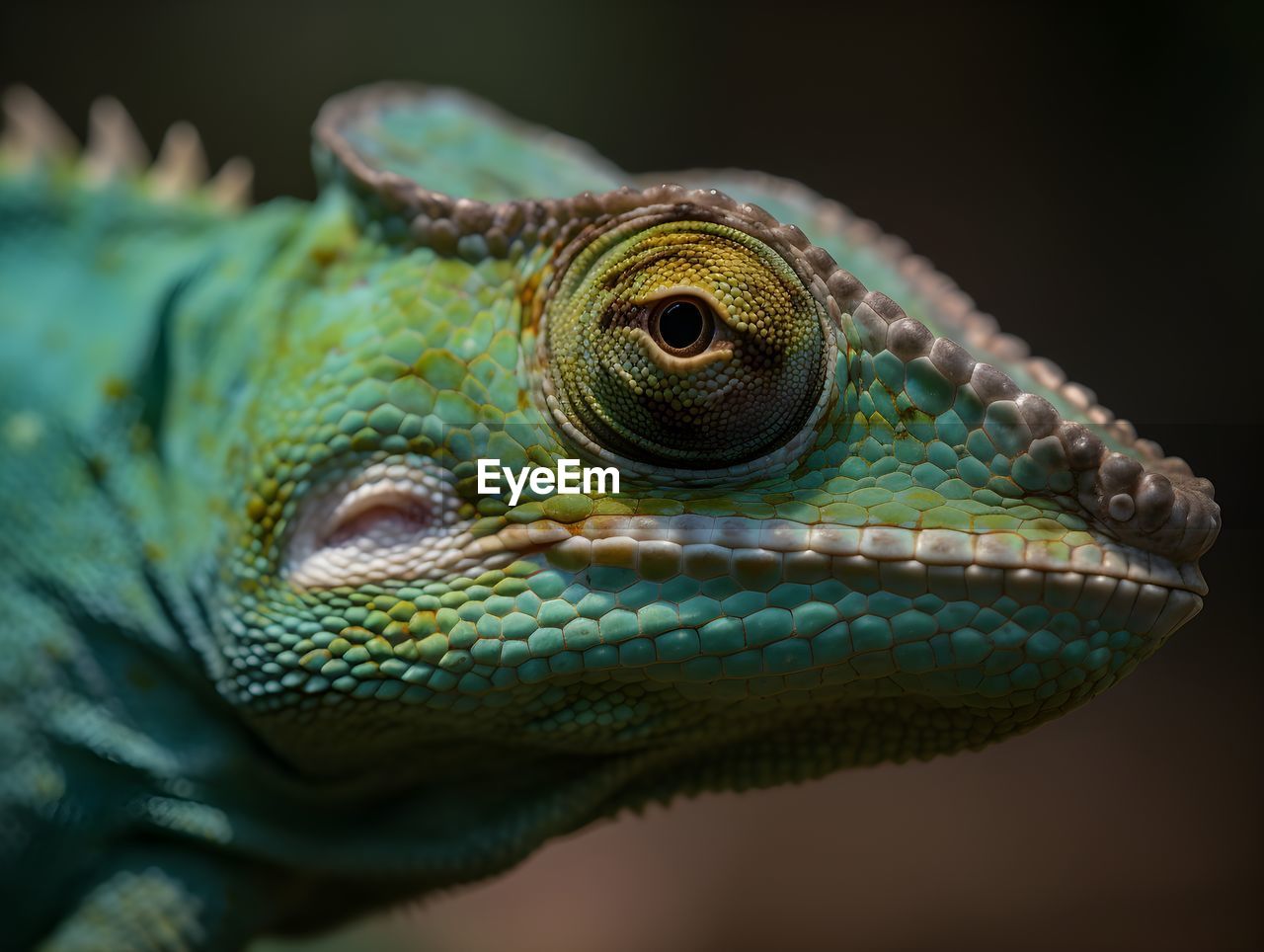 close-up of a lizard