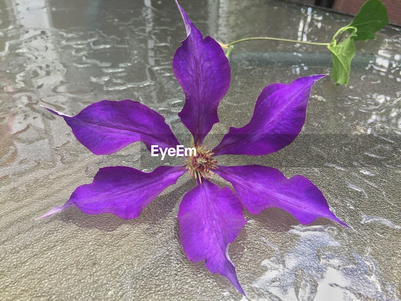 CLOSE UP OF PURPLE FLOWER