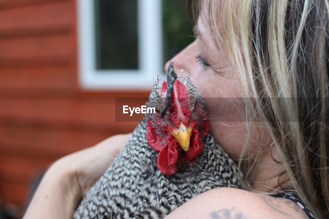 Close-up of mature woman embracing chicken at barn