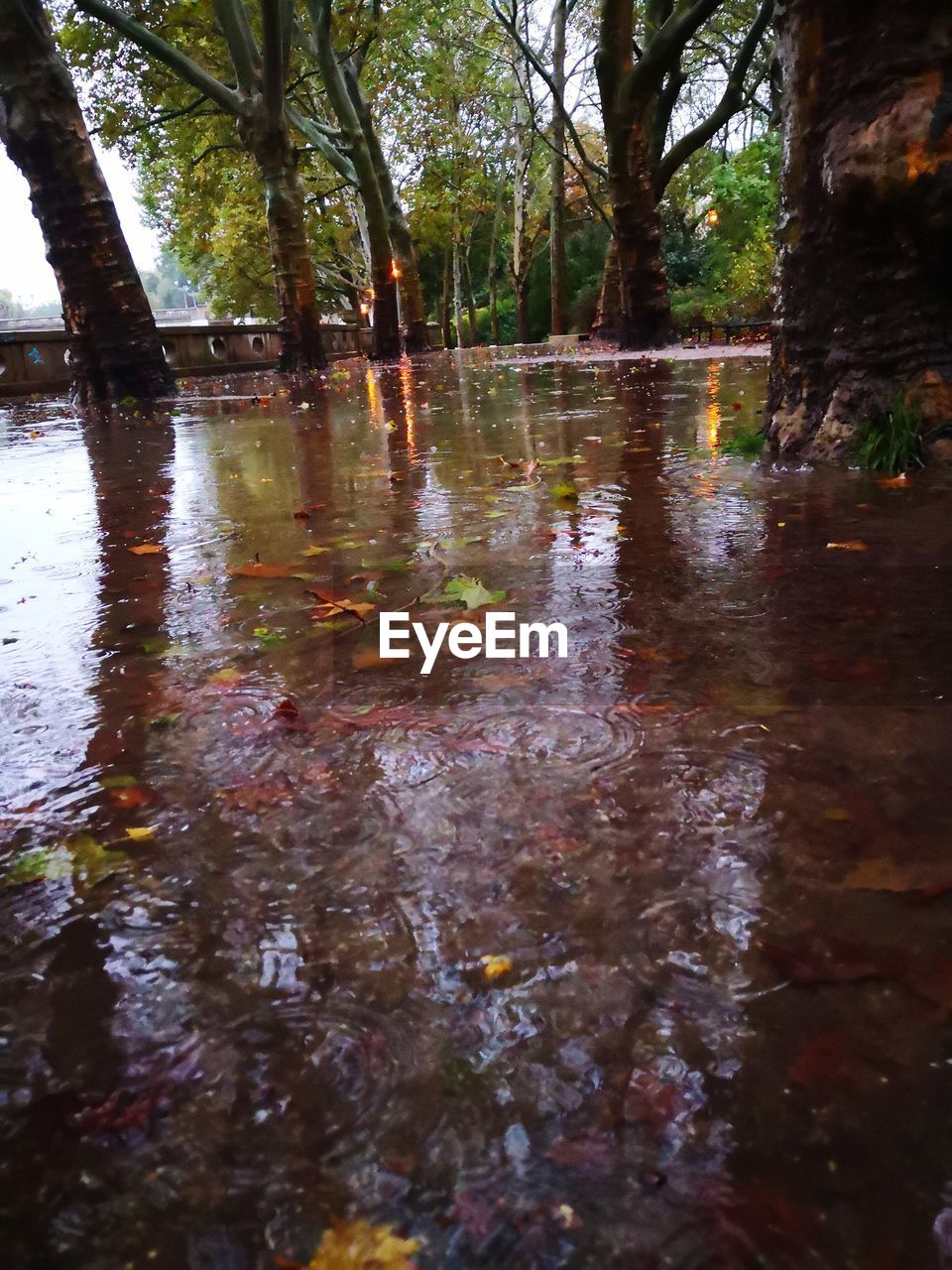 water, tree, reflection, plant, nature, tranquility, forest, no people, land, day, waterfront, lake, beauty in nature, outdoors, scenics - nature, growth, tranquil scene, wet, tree trunk, flowing water, swamp, shallow