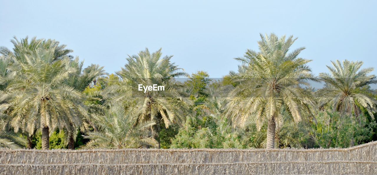 PANORAMIC VIEW OF PALM TREES AGAINST CLEAR SKY