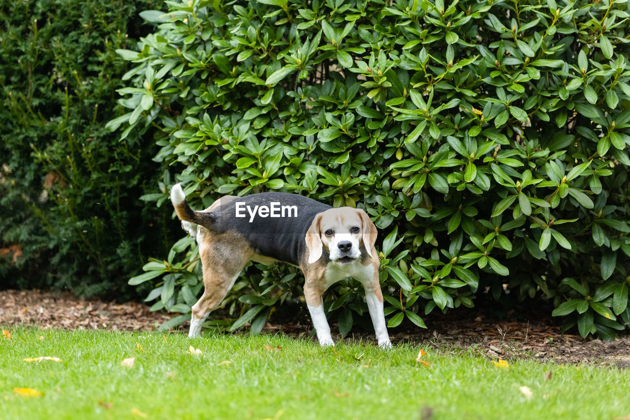 PORTRAIT OF DOG STANDING IN GREEN GRASS