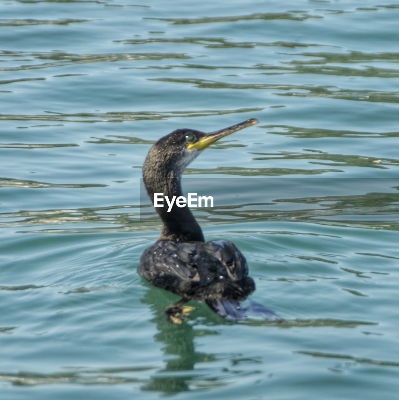 DUCK ON A LAKE