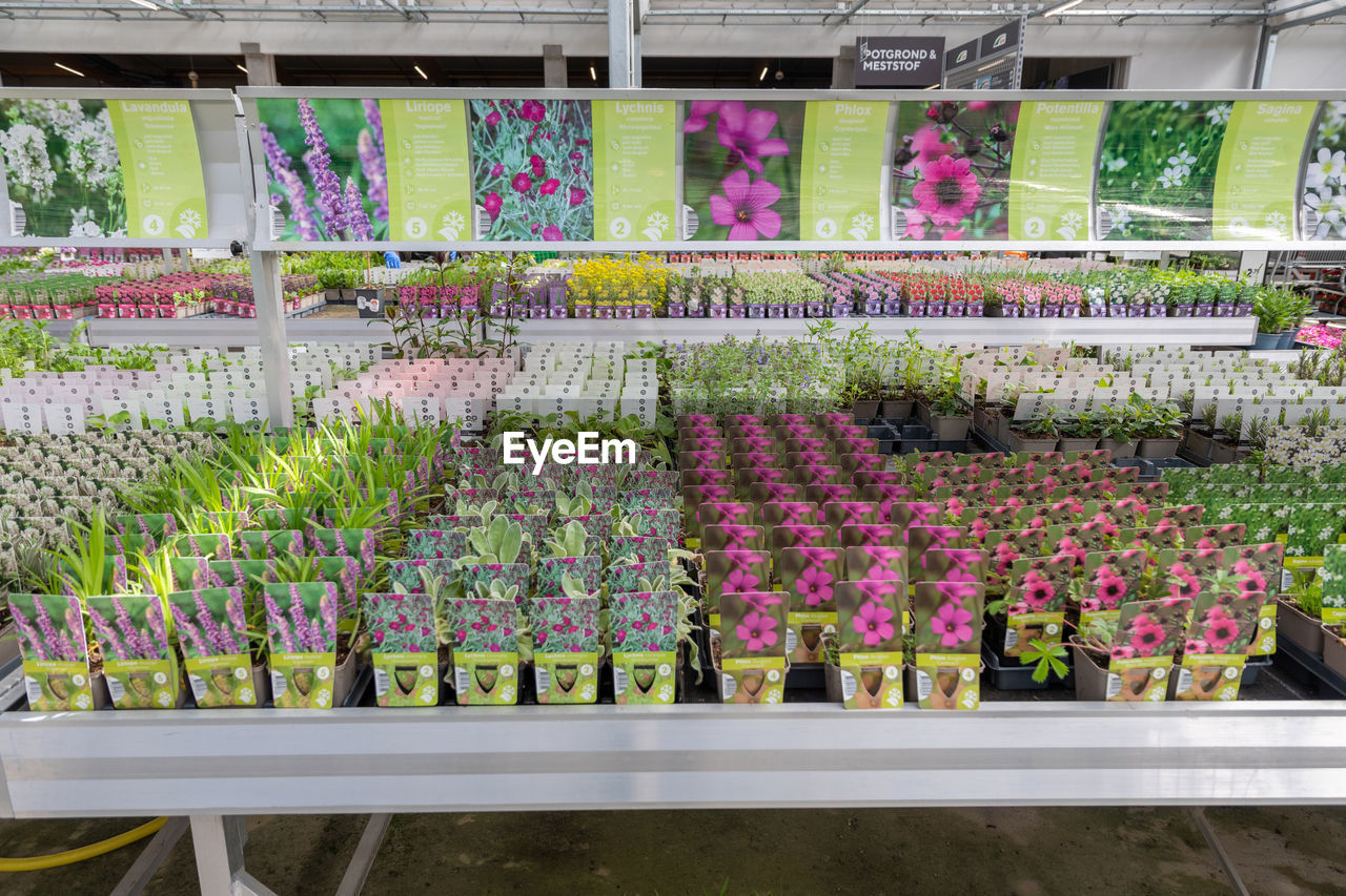 Assortment of begonia seedlings in a garden center,ham,belgium,april 23,2021