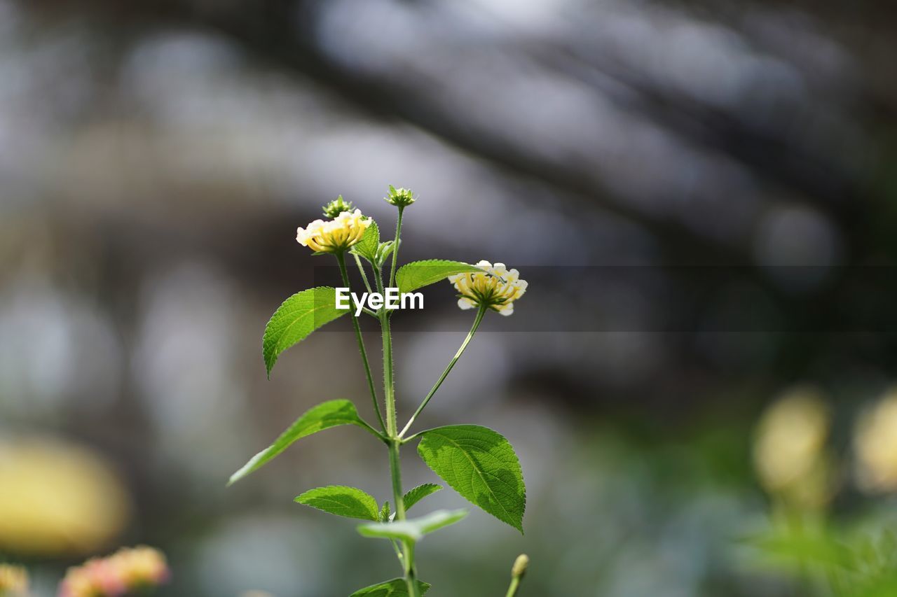 CLOSE-UP OF SMALL PLANT WITH WHITE FLOWERING PLANTS