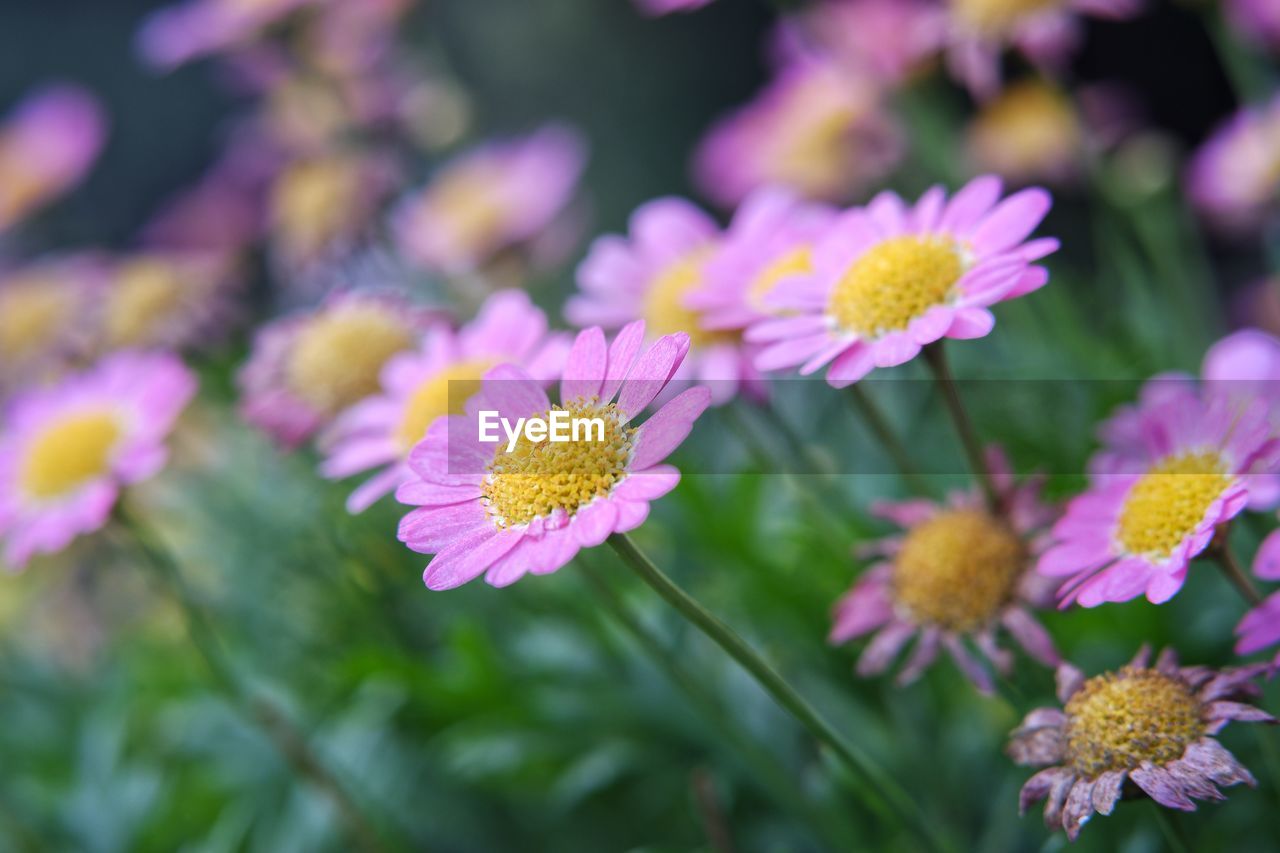 close-up of purple flowering plants