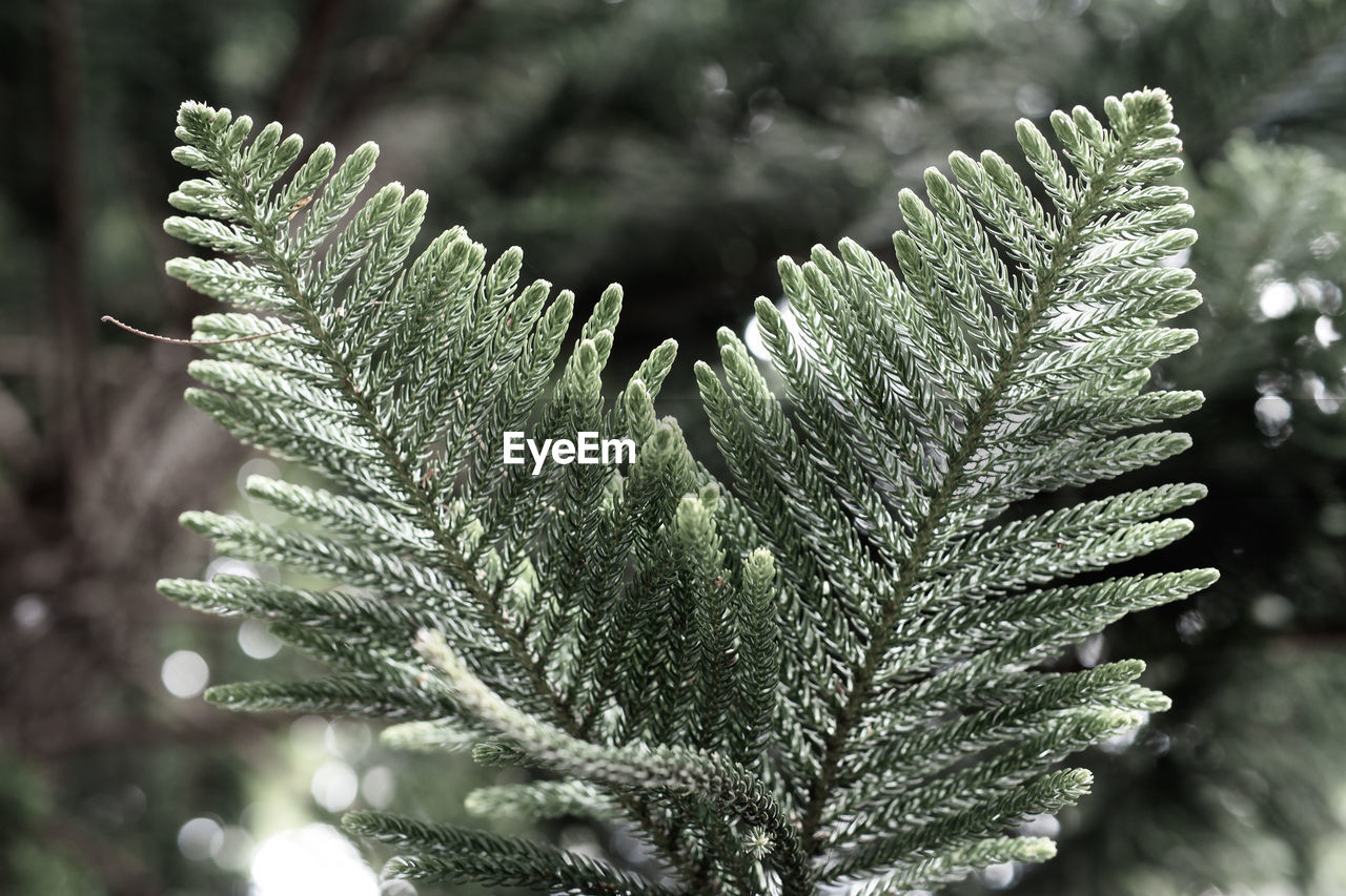 plant, tree, branch, pinaceae, frost, coniferous tree, nature, pine tree, leaf, close-up, beauty in nature, plant part, no people, green, focus on foreground, growth, fir, spruce, outdoors, day, winter, macro photography, flower, cold temperature, ferns and horsetails, forest, snow, environment, tranquility, land, fern, selective focus