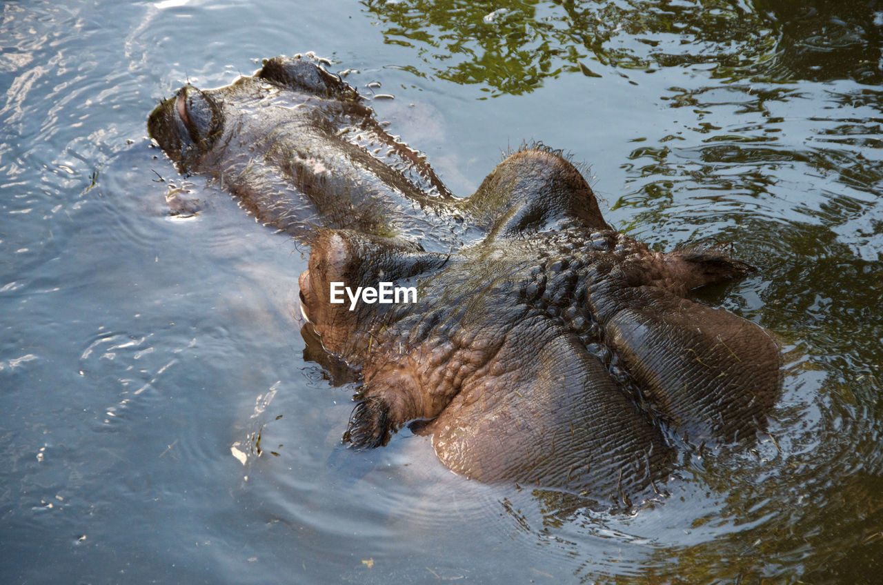 Close-up of turtle swimming in river