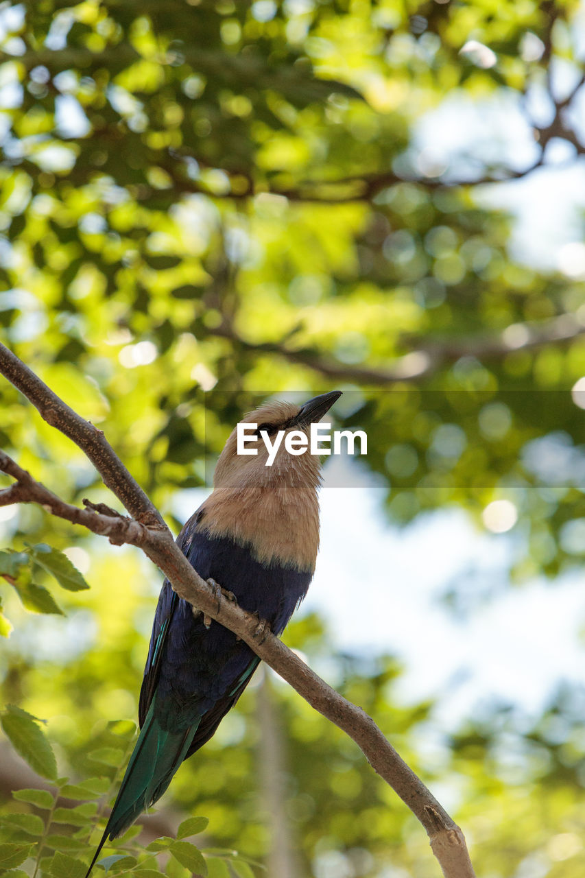 Low angle view of bird perching