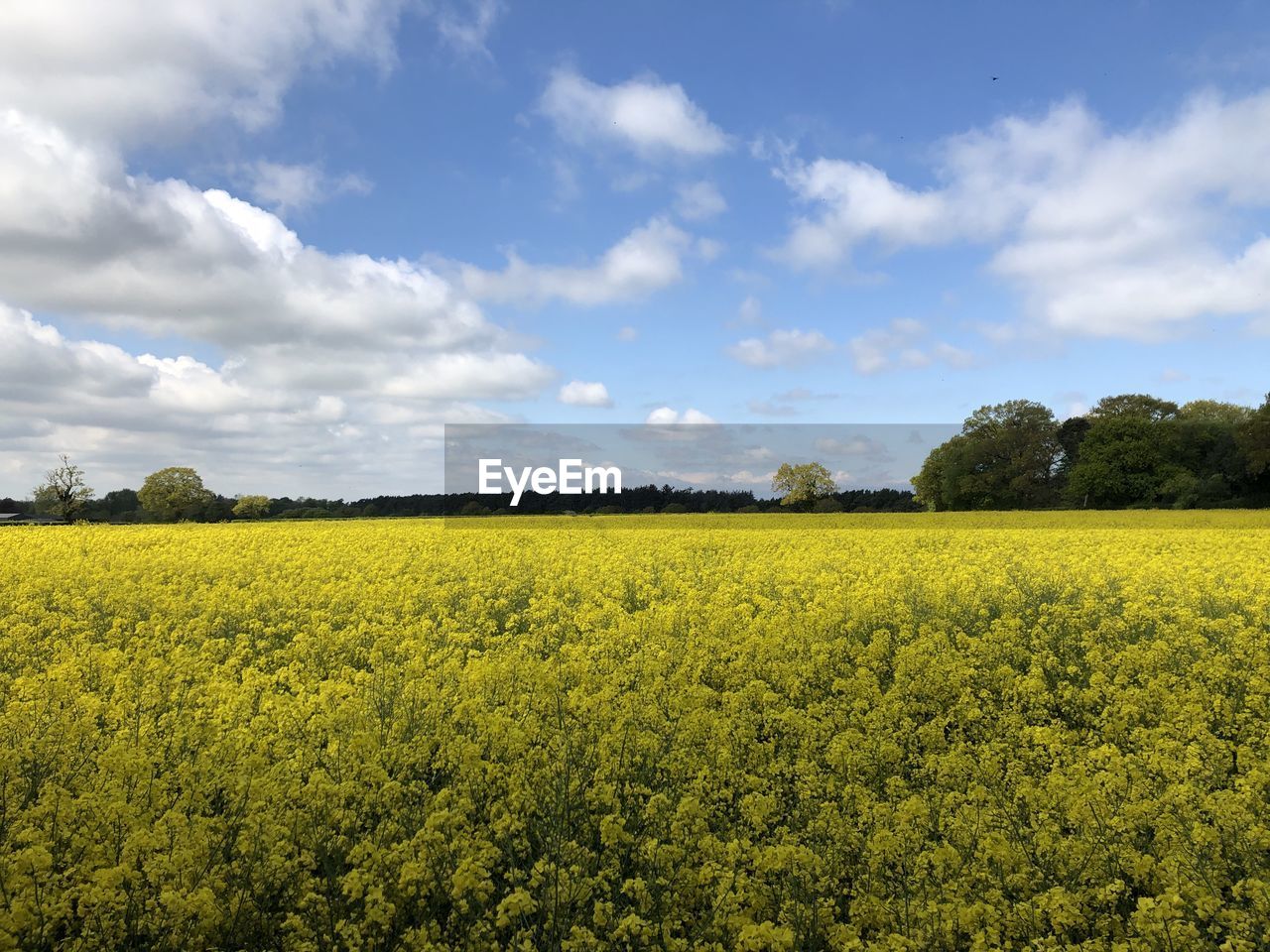 VIEW OF OILSEED RAPE FIELD AGAINST SKY