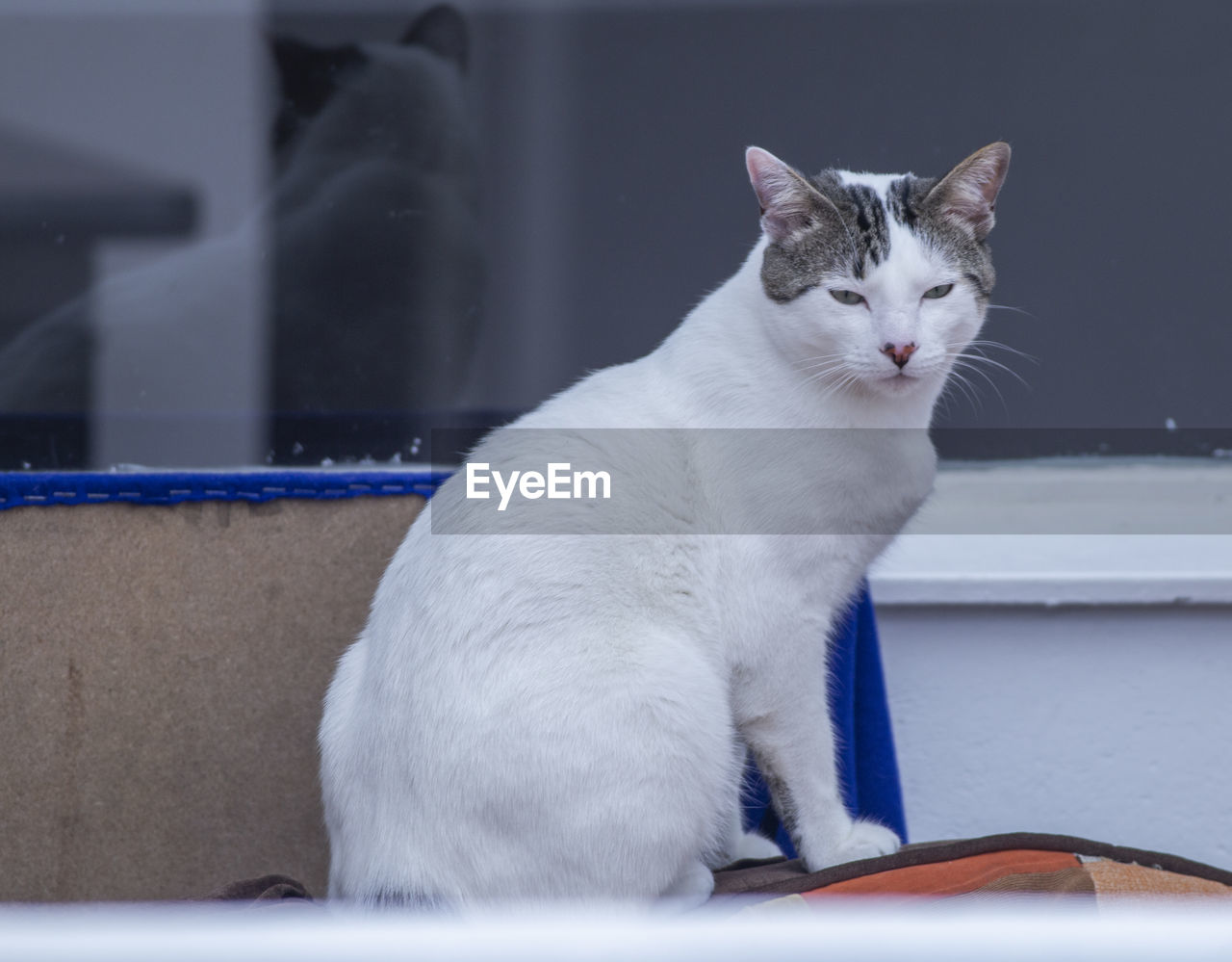 CLOSE-UP OF A CAT LOOKING AWAY WHILE SITTING