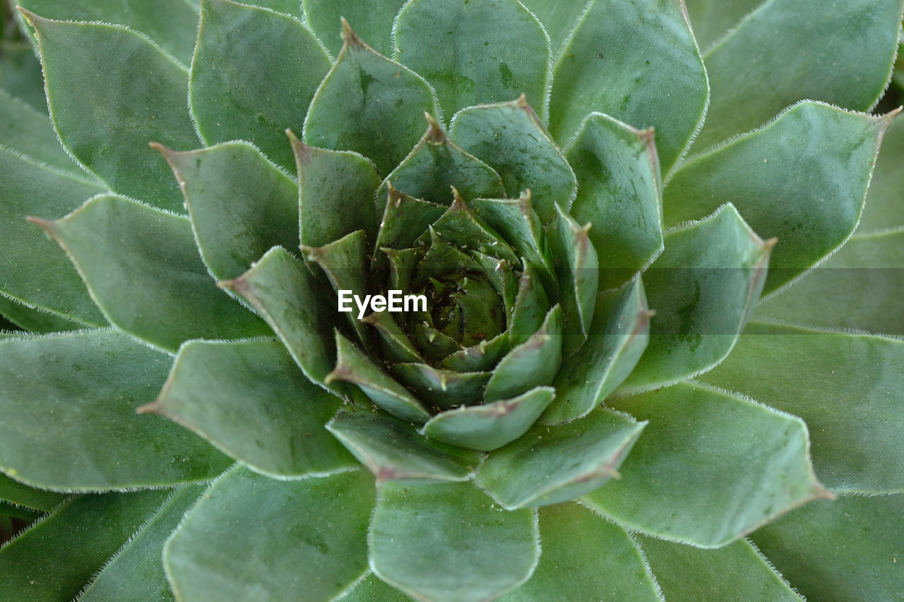 FULL FRAME SHOT OF SUCCULENT PLANTS