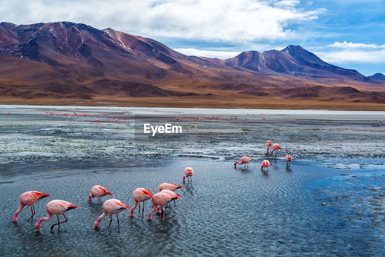 Flamingos in lake hedionda against mountains