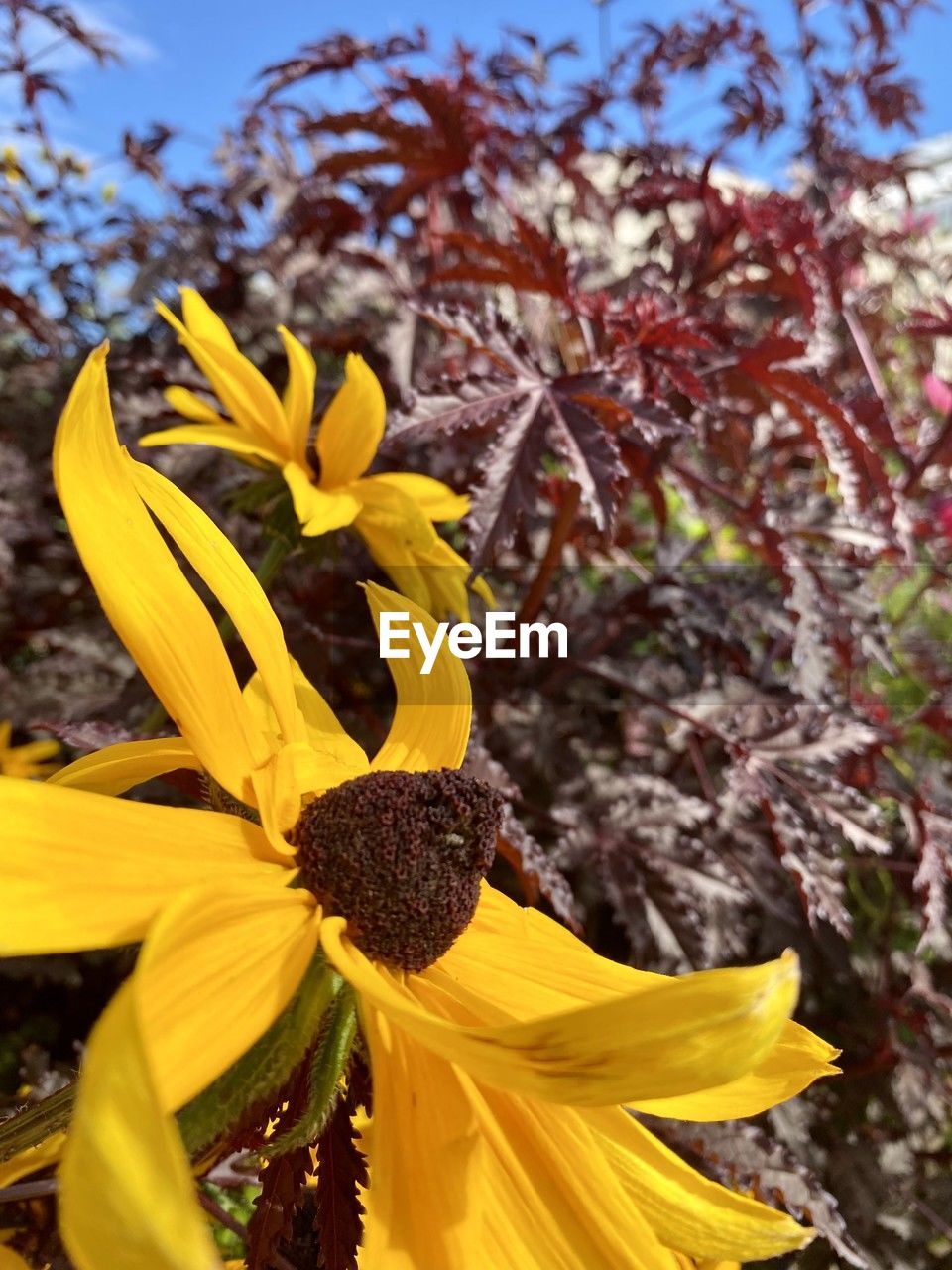 plant, yellow, flower, flowering plant, beauty in nature, freshness, nature, fragility, growth, flower head, petal, close-up, inflorescence, blossom, autumn, focus on foreground, sunflower, springtime, no people, day, outdoors, leaf, sky, tree, wildflower, pollen, vibrant color, botany