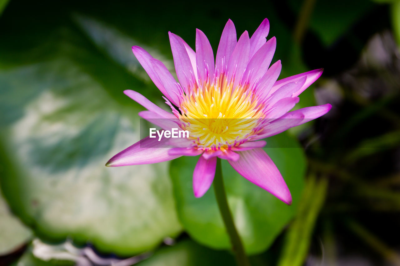CLOSE-UP OF PINK WATER LILY IN GARDEN