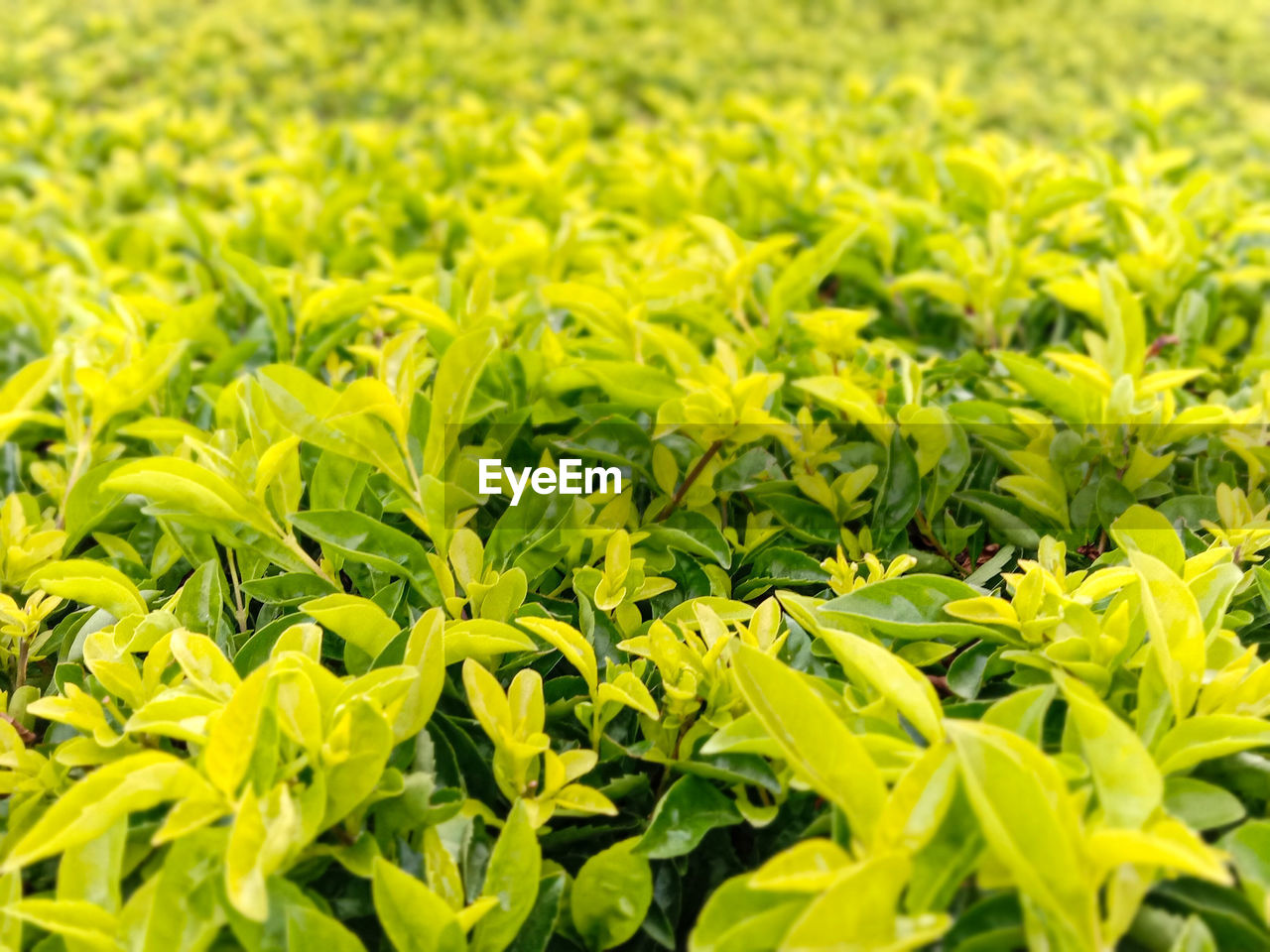 FULL FRAME SHOT OF FRESH YELLOW LEAVES ON FIELD