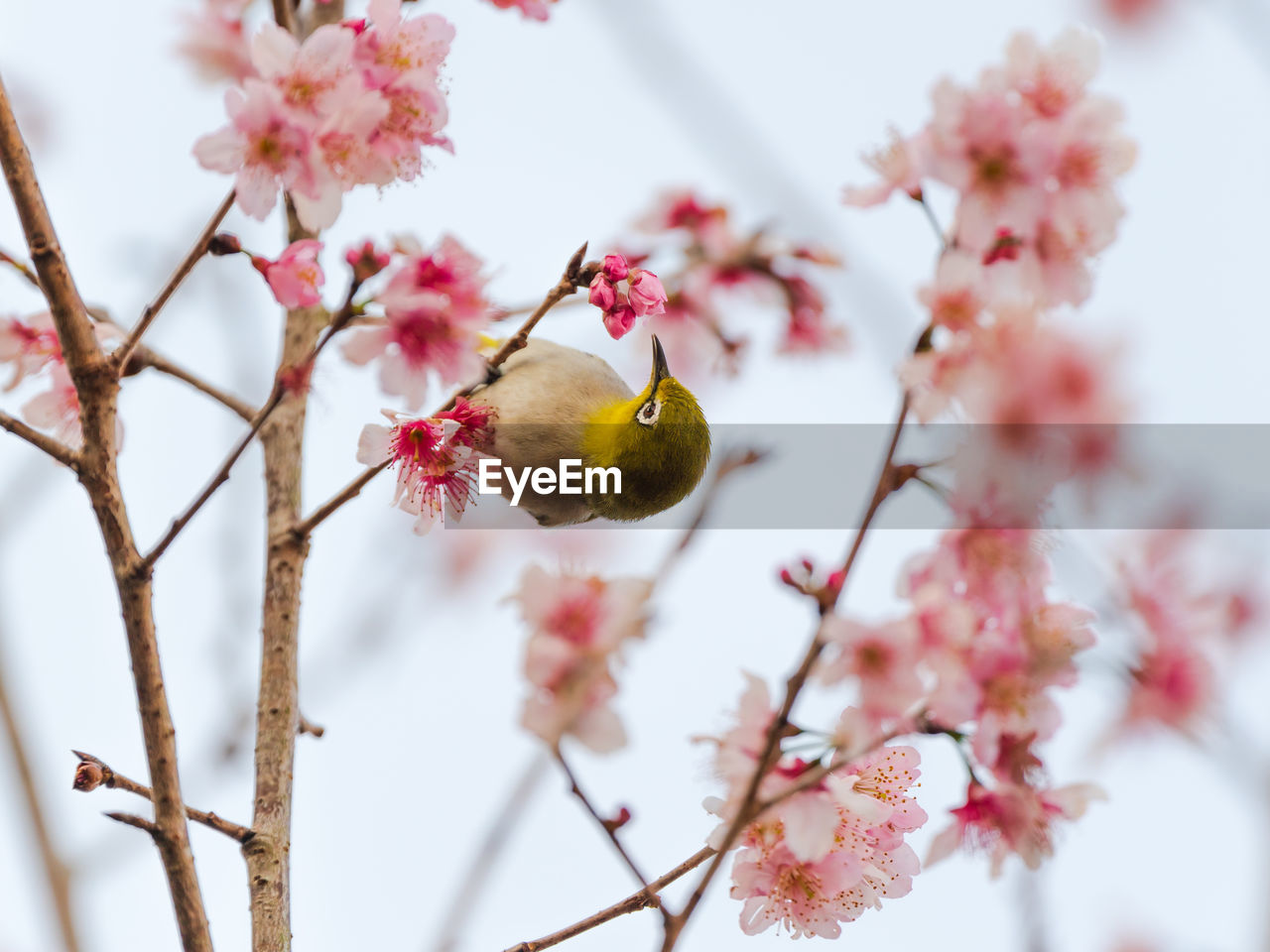 plant, spring, tree, flower, blossom, branch, flowering plant, beauty in nature, freshness, springtime, nature, fragility, cherry blossom, pink, produce, growth, no people, fruit, food, plum blossom, outdoors, animal themes, animal, bird, day, focus on foreground, close-up, food and drink, cherry tree, twig, animal wildlife, macro photography, petal, flower head