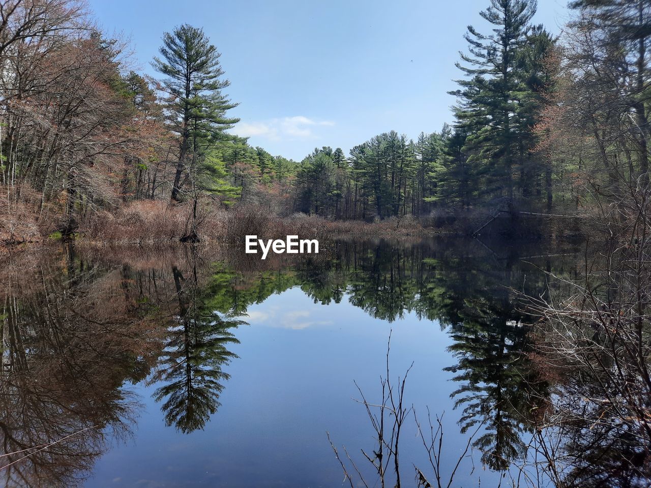 REFLECTION OF TREES IN WATER